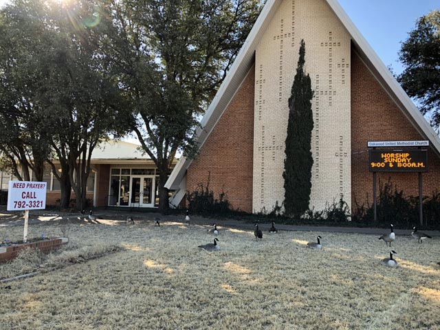 Geese Visiting Oakwood UMC, Lubbock Texas