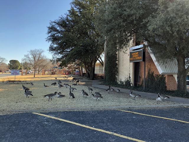 Geese Visiting Oakwood UMC, Lubbock Texas