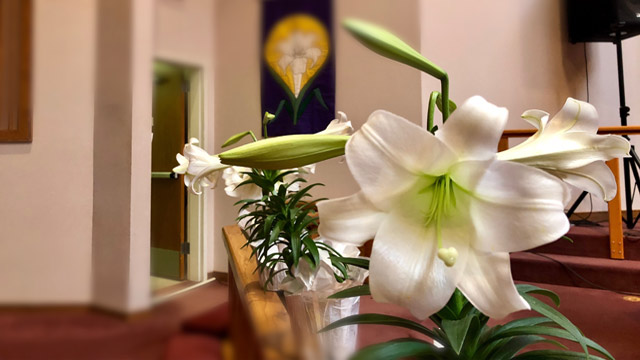 Easter Service, Lily Trumpet Bloom, Oakwood United Methodist Church, Lubbock Texas